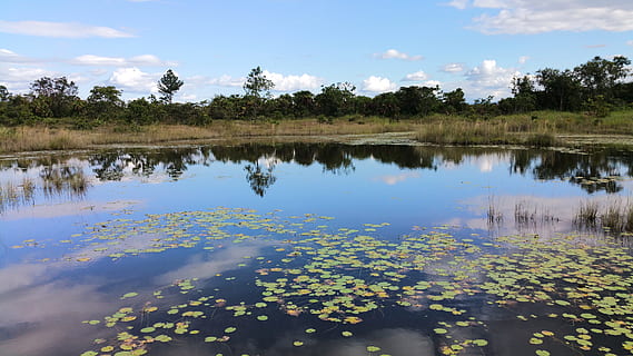 vijver, zwembad, reflectie, meer, natuur, water, landschap, blauw, buitenshuis, hemel, duidelijk, sky-wolken, witte wolken, gras, belize, fabriek, boom, kalmte, schoonheid in de natuur, scenics - natuur, rustige scène, geen mensen, wolk - lucht, dag, drijvend, groei, drijvend op water, idyllisch, reflectiemeer, moeras, 5K, CC0, publiek domein, royaltyvrij