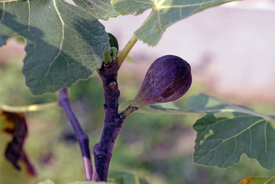 higo, Fruta, púrpura, árbol, hojas, hoja, verano, natural, Dom, Fresco, orgánico, fauna, flora, comida, naturaleza, Mediterráneo, agricultura, cosecha, jardín, dulce, botánica, rural, crecimiento, centrarse en primer plano, planta, al aire libre, parte de la planta, de cerca, día, comida y bebida, nadie, frescura, color verde, belleza en la naturaleza, alimentación saludable, enfoque selectivo, vinificación, 4K