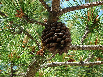 träd, tall, kon, gren, flora, barr-, natur, frukt, växt, tillväxt, lågvinkelvy, inget folk, tallskott, fokusera på förgrunden, dag, närbild, skönhet i naturen, grön färg, barrträd, utomhus, mat och dryck, Pinaceae, mat, nål - växtdel, 720P, CC0, offentligt domän, royaltyfria
