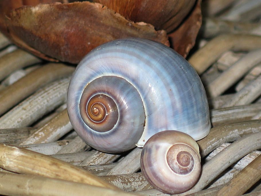 deco, skal, snegl, boliger, maritim, dekorative, dekoration, natur, kyst, meeresbewohner, tæt, vand, hav, vraggods, ferie, indsamle, rejse, strand, muslingeskaller, Havn, snegl shell, søfragt, vaskes op på, dyr verden, fiskenet, dyreskal, et dyr, dyr, husholdnings køkken, ingen mennesker, dyreliv, mollusk, tæt på, spiralformet, hvirvelløse, dyre temaer, havsnegle, dyr i naturen, muslingeskal, træ - materiale, mønster, dag, fokus på forgrunden, marine, 1080P