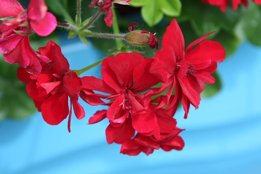 gerani penjat, vermell, blau, gerani, flor, estiu, penjant, planta, verd, a l'aire lliure, colorit, exterior, casa, florint, color, naturalesa, floral, planta amb flors, frescor, fragilitat, bellesa a la natura, vulnerabilitat, pètal, primer pla, cap de flor, inflorescència, creixement, cap gent, centrar-se en primer pla, dia, part de la planta, full, pol·len, 2K