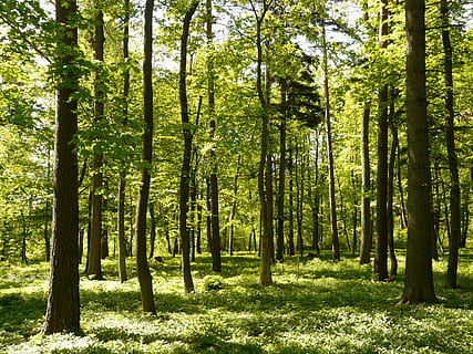 grünes Waldfoto, Wald, Frühling, Sonnenlicht, frisch, Baum, Bäume, Blätter, Grün, Stamm, baustamm, Natur, Tag, szenen, Pflanze, Land, Ruhe, Wachstum, Schönheit in der Natur, Kofferraum, Baumstamm, grüne Farbe, ruhige Szene, keine Leute, Nicht-städtische Szene, Szenen - Natur, idyllisch, Fülle, draußen, Bambuspflanze, 2K, CC0, gemeinfrei, lizenzfrei