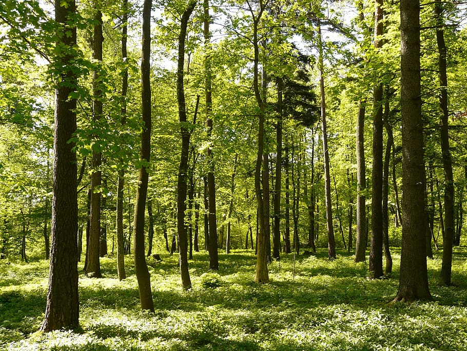 foto del bosc verd, bosc, primavera, llum solar, fresc, arbre, arbres, fulles, verd, tribu, baustamm, naturalesa, dia, escenics, planta, terra, tranquil·litat, creixement, bellesa a la natura, tronc, tronc de l'arbre, color verd, escena tranquil·la, cap gent, escena no urbana, escenics - natura, idíl·lic, abundància, a l'aire lliure, bambú - planta, 2K