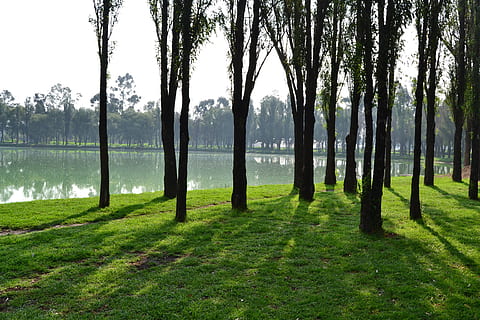 ladrar, tronco de arbol, arboles, el maletero, árbol, madera, naturaleza, cielo, verde, fondo, sombra, planta, hoja, vegetación, luz solar, paisaje, hierba, color verde, al aire libre, scenics, bosque, escena tranquila, verano, belleza en la naturaleza, parque - espacio hecho por el hombre, paisajes, luz del sol, nadie, tranquilidad, agua, paisajes - naturaleza, tierra, crecimiento, lago, día, campo, treelined, 4K, CC0, dominio público, libre de derechos