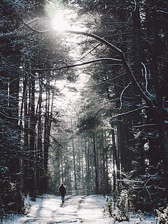 persona, caminar, mig, bosc, Camí, naturalesa, parc, paisatge natural, arbres forestals, arbre, planta, persones reals, una persona, estils de vida, terra, activitat d'oci, llum solar, bellesa a la natura, dia, longitud completa, neu, hivern, a l'aire lliure, temperatura de fred, brillant, 4K, CC0, domini públic, lliure de regalies