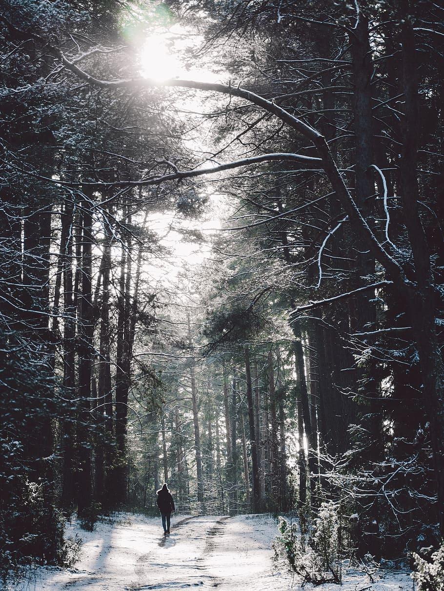 persona, caminar, mig, bosc, Camí, naturalesa, parc, paisatge natural, arbres forestals, arbre, planta, persones reals, una persona, estils de vida, terra, activitat d'oci, llum solar, bellesa a la natura, dia, longitud completa, neu, hivern, a l'aire lliure, temperatura de fred, brillant, 4K