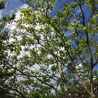 primavera, albero sìil, cielo, albero, natura, verde, pianta, corpo, luce del sole, le foglie, bellissimo, paesaggio, terreno edificabile, luce del giorno, nube, giardino, crescita, Inquadratura dal basso, bellezza nella natura, ramo, giorno, nessuno, colore verde, pianta fiorita, fiore, foglia, freschezza, all'aperto, parte vegetale, la tranquillità, baldacchino di albero, 1080P, CC0, dominio pubblico, privo di copyright