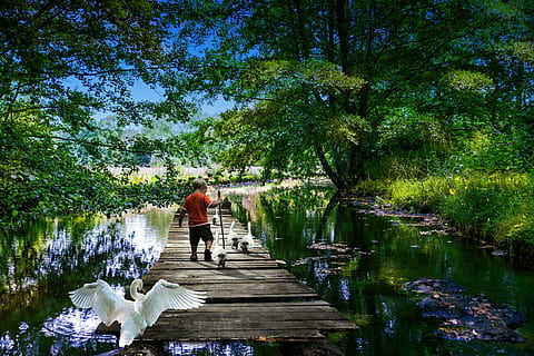 Junge, hölzern, Sitz, Dock, umgeben, Garten, Gänse, Park, Hobbys, Fluss, Kind, Bauernhof, Zucht, eine Person, Rückansicht, Gehen, in voller Länge, Wasser, Natur, draußen, Baum, Tag, Erwachsene, Pflanze, echte Menschen, See, Wachstum, Männer, Holz - Material, Lebensstile, Schönheit in der Natur, Freizeitbeschäftigung, grüne Farbe, Reflexion, der Weg nach vorn, 5K, CC0, gemeinfrei, lizenzfrei