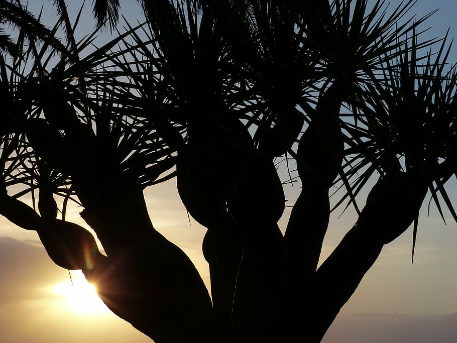 posta de sol, arbre, estètic, palmell, arbre del drac de l'illa canària, dracaena draco, arbre del drac, dracaena, registre, tribu, wedel, branques, sol, llum de fons, silueta, cel, una persona, mà, planta, naturalesa, mà humana, persones reals, estils de vida, part del cos humà, llum solar, branca, bellesa a la natura, a l'aire lliure, activitat d'oci, creixement, part del cos, 4K