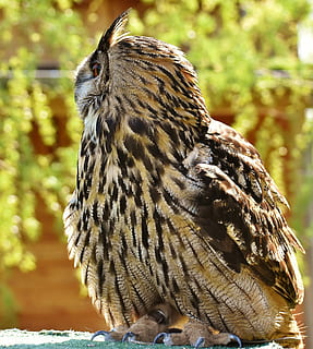 brown owl, owl, bird, feather, eagle owl, animals, wild bird, cute, head, bill, plumage, nature, wildlife photography, animal world, fly, one animal, animal themes, animal, animal wildlife, animals in the wild, vertebrate, focus on foreground, day, close-up, bird of prey, no people, sunlight, perching, outdoors, looking away, looking, animal markings, land, falcon - bird, eagle, 4K, CC0, public domain, royalty free