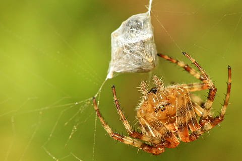 marró, orb weaver, penjant, web, insectes de cintes d'aranya, aranya, capturat, verd, bokeh, temes d'animals, primer pla, animal, fragilitat, teranyina, invertebrat, un animal, fauna animal, animals a la natura, aràcnids, artròpode, insecte, vulnerabilitat, centrar-se en primer pla, naturalesa, cap gent, supervivència, part del cos dels animals, enfocament selectiu, a l'aire lliure, cames d’animal, 2K, CC0, domini públic, lliure de regalies