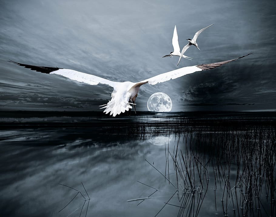 tres, blanc, ocells, volant, aigua, composició, paisatge, lluna, llac, atmosfèric, atmosfera, tarda, il·luminació, ocell, schilff, fantasia, bonic, pesca nocturna, pesca a la llum de la lluna, peix, cel, naturalesa, blau, duplicació, animals a la natura, un animal, temes d'animals, fauna animal, ales separades, cap gent, reflexió, animal, vertebrats, mar, a l'aire lliure, temperatura de fred, bellesa a la natura, gel, compost digital, gavina, marí, 2K