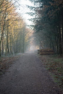 jalan, cara, hutan, di luar, musim dingin, alam, pohon, arah, jalan lurus, menanam, ketenangan, perspektif yang berkurang, tanah, tidak ada orang, trotoar, hari, angkutan, adegan yang tenang, keindahan di alam, jalan tanah, adegan non-urban, pertumbuhan, titik hilang, di luar rumah, perubahan, treelined, panjang, 5K, CC0, domain publik, bebas royalti