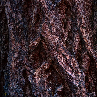 brun trunk, uten navn, tre, ujevn, mønster, tekstur, makro, full ramme, strukturert, bakgrunn, stamme, trestamme, nærbilde, brun, anlegg, ingen folk, plantebark, natur, naturlig mønster, bark, dag, utendørs, tre - materiale, vekst, teksturert effekt, naturlig tilstand, 4K, CC0, offentlig domene, opphavsrett gratis