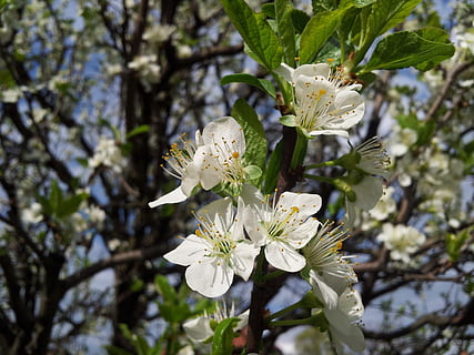 copac, floare, prună, planta cu flori, plantă, creştere, fragilitate, vulnerabilitate, prospeţime, frumusețe în natură, petală, culoare alba, să se concentreze asupra primelor elemente, a închide, inflori, cap de floare, inflorescenţă, natură, polen, zi, primăvară, nici o persoana, floare de cires, cires, 2K, CC0, domeniu public, fără drepturi de autor