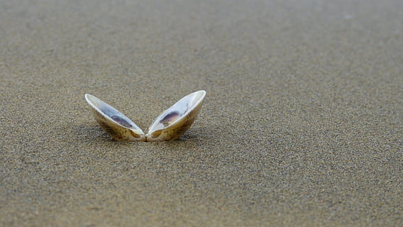 obert, petxina de mar, sorra, shell, platja, mar, encallat, platja de sorra, festa, naturalesa, animal, temes d'animals, un animal, cap gent, fauna animal, terra, dia, mamífer, primer pla, animals a la natura, part del cos dels animals, enfocament selectiu, vista d’angle alt, vertebrats, a l'aire lliure, sol objecte, representació, 4K, CC0, domini públic, lliure de regalies