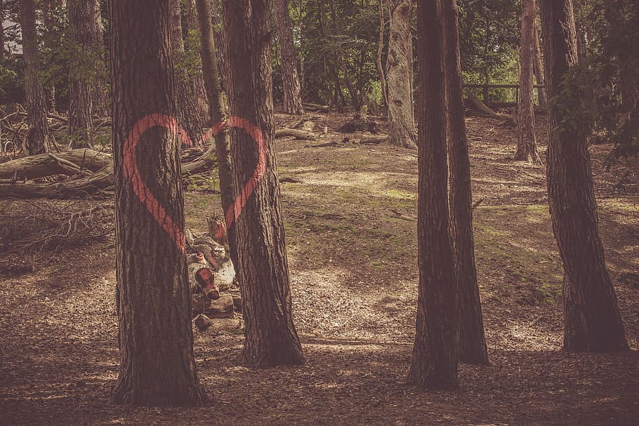 paisatge, naturalesa, cor, graffiti, medi ambient, arbres caiguts, bosc, idíl·lic, fulles, a l'aire lliure, parc, pacífica, escènic, forma, tranquil, escorça d'arbre, troncs d’arbres, arbres, boscos, arbre, terra, tronc de l'arbre, tronc, planta, tranquil·litat, creixement, dia, bellesa a la natura, cap gent, escena tranquil·la, material de fusta, amor, remot, escena no urbana, 5K