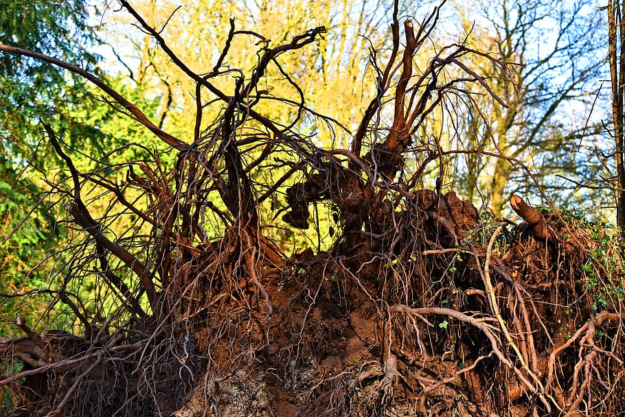 arrel, arbre, arrels d’arbres, desarraigat, terròs, bola d’arrel, terra, creixement arrestat, silueta, embolic, naturalesa, planta, bosc, tranquil·litat, creixement, cap gent, branca, tronc de l'arbre, tronc, dia, bellesa a la natura, a l'aire lliure, cel, part de la planta, vista d’angle baix, escena no urbana, enredat, 5K
