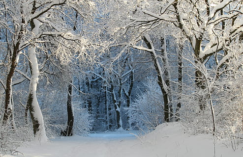 Foto, skov træer, fyldt op, sne, vinter, vinterlige, sne magi, vinter magi, vinterdrøm, vinter skov, snedækket, kold, hvid, træer, væk, skov sti, sti, vandretur, natur, kanten af ​​skoven, Skov, skovspor, træ, kold temperatur, plante, jord, skønhed i naturen, scenics - natur, ingen mennesker, landskab, hvid farve, miljø, ro, Frosset, rolig scene, ikke-urbane scene, is, udendørs, sner, fyrretræ, fyrreskov, nåletræ, snestorm, 4K, CC0, offentligt domæne, royaltyfrie