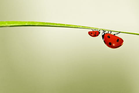 selectiv, focalizare fotografie, Două, buburuze, fotografie, buburuză, roșu, verde, gândac, natură, puțin, colorat, drăguţ, amuzant, insectă, un animal, animale tematice, animale în sălbăticie, animale sălbatice, a închide, animal, nevertebrat, studio shot, spațiu copie, Culoarea verde, nici o persoana, în interior, cablu, fundal colorat, plante stem, mic, 2K, CC0, domeniu public, fără drepturi de autor