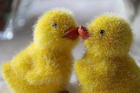 Pasqua, pollet de Pasqua, divertit, animal, petit, ocell, naturalesa, bonic, primer pla, ocell jove, groc, pollastre - ocell, animal jove, temes d'animals, pollastre infantil, grup d’animals, vertebrats, bestiar, cap gent, centrar-se en primer pla, animals domèstics, aus de corral, mascotes, nacional, esponjós, família d’animals, suavitat, 5K, CC0, domini públic, lliure de regalies