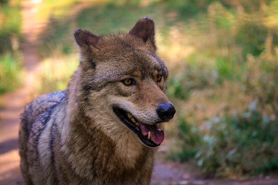 fotografia de fauna salvatge, llop, zoo, llop gris, animal, un animal, temes d'animals, mamífer, fauna animal, animals a la natura, centrar-se en primer pla, mirant, cap gent, part del cos dels animals, mirant cap a fora, gos, retrat, caní, primer pla, dia, a l'aire lliure, naturalesa, mascotes, cap d’animals, boca oberta, musell, 2K
