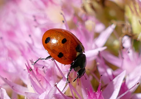 mariehøne, punkter, lykkeamulet, lille, dyre temaer, insekt, dyreliv, dyr, hvirvelløse, et dyr, skønhed i naturen, tæt på, dyr i naturen, plante, blomstrende plante, blomst, natur, friskhed, lyserød farve, skrøbelighed, ingen mennesker, bille, sårbarhed, fokus på forgrunden, lilla, forår, udendørs, dyrefløj, blomsterhoved, bestøvning, sommerfugl - insekt, 2K, CC0, offentligt domæne, royaltyfrie