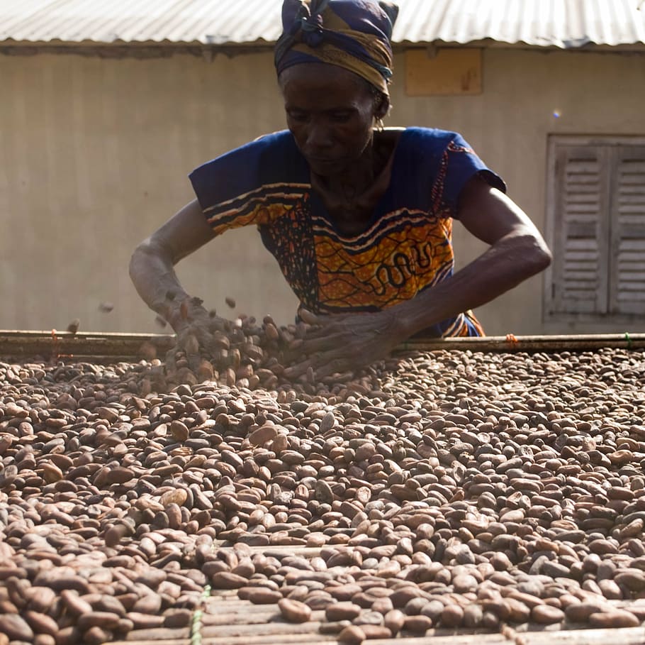 cacau, mongetes, assecat, ingredient, xocolata, menjar, gourmet, deliciós, tropical, gra de cacau, antioxidant, mantega de cacau, cacau en pols, grans de cacau, premium, orgànic, aroma, plomes de cacau, amarg, ghana, dona, una persona, ocupació, persones reals, treball, menjar i beguda, vista frontal, homes, abundància, negocis, dia, adult, gran grup d'objectes, mascles, llum solar, frescor, naturalesa, contenidor, 1080P