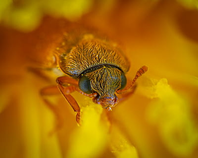 makrofotografering, krikand, Brun, flyve, makro skud fotografering, insekt, makro, tæt på, blomst, gul, bokeh, antenne, bille, hår, natur, struktur, pollen, øje, dyre temaer, dyr, dyreliv, et dyr, dyr i naturen, hvirvelløse, skønhed i naturen, selektiv fokusering, ingen mennesker, dyr kropsdel, plante, ekstrem nærbillede, blomstrende plante, orange farve, udendørs, dyr øje, dyr hoved, 2K, CC0, offentligt domæne, royaltyfrie