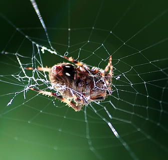 edderkop, hvile, web, arachnid, hvilende, makro, fauna, væsen, edderkoppespind, et dyr, overlevelse, dyre temaer, dyr, hvirvelløse, dyr i naturen, dyreliv, insekt, skrøbelighed, tæt på, leddyr, ingen mennesker, sårbarhed, fokus på forgrunden, zoologi, selektiv fokusering, natur, udendørs, dyr ben, kompleksitet, 720P, CC0, offentligt domæne, royaltyfrie