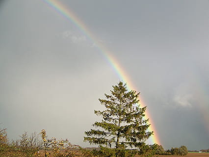 doppelt, Regenbogen, Deutschland, Baum, Schönheit in der Natur, Himmel, Pflanze, Szenen - Natur, ruhige Szene, Natur, Ruhe, keine Leute, Flachwinkelansicht, Tag, idyllisch, Nicht-städtische Szene, wolke - himmel, Wachstum, Naturphänomen, doppelter Regenbogen, mehrfarbig, draußen, 2K, CC0, gemeinfrei, lizenzfrei