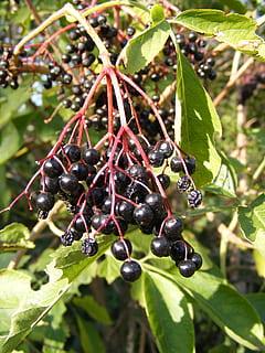 Beeren, schwarz, verbreitet, ältere, Holunder, Grün, sonnig, Obst, Pflanzen, Blatt, Wachstum, Pflanze, Pflanzenteil, gesundes Essen, Essen und Trinken, Nahansicht, Lebensmittel, Natur, Beerenfrucht, Frische, keine Leute, Tag, Fokus auf den Vordergrund, grüne Farbe, Baum, Wohlbefinden, Schönheit in der Natur, Sonnenlicht, reif, draußen, 2K, CC0, gemeinfrei, lizenzfrei