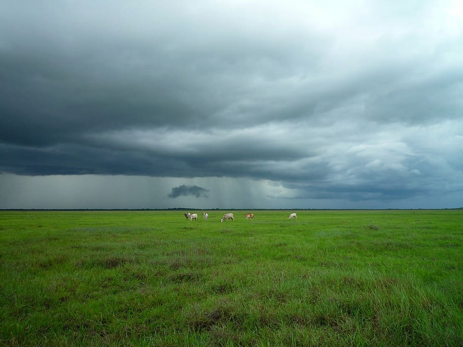 grønt græs, eng, kvæg, stormfuld, overskyet, skyer, vejr, gård, græs, grøn, natur, Mark, landskab, landdistrikterne, græsning, landbrug, husdyr, pastorale, landskabet, udendørs, dyr, felter, Land, mørk, storm, sky - himmel, himmel, landlige scene, miljø, grøn farve, plante, jord, skønhed i naturen, rolig scene, scenics - natur, ro, ingen mennesker, dag, storm sky, 2K