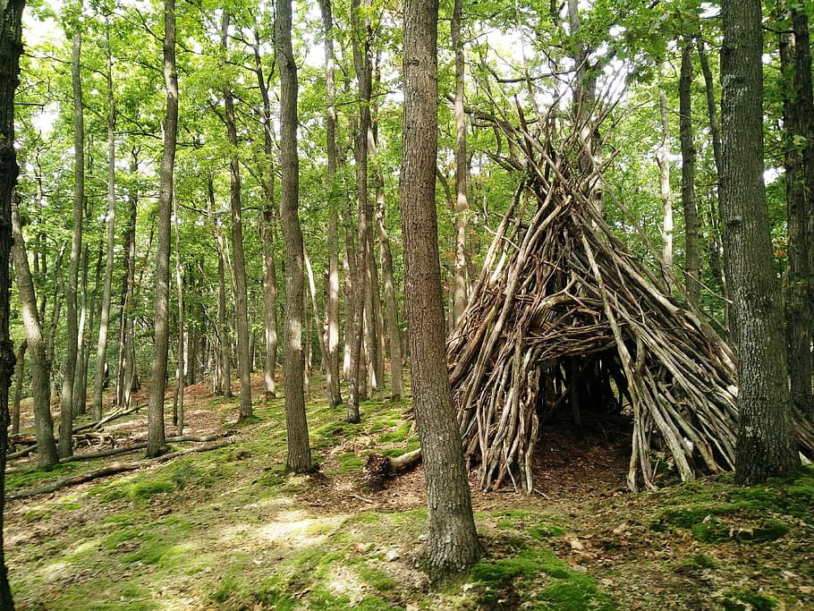 sotabosc, cabina, caure, bosc, arbre, terra, planta, tronc de l'arbre, tronc, creixement, tranquil·litat, naturalesa, cap gent, bellesa a la natura, escena tranquil·la, dia, escena no urbana, medi ambient, a l'aire lliure, paisatge, escenics - natura, color verd, bambú - planta, 4K