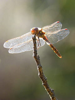 libellula, Ali, controluce, insetto, Libellulidae, ramo, natura, animale, ala animale, avvicinamento, macro, invertebrato, fauna selvatica, animali allo stato selvatico, temi animali, un animale, concentrarsi sulle conoscenze acquisite, pianta, giorno, nessuno, bellezza nella natura, all'aperto, ramoscello, stelo vegetale, crescita, 2K, CC0, dominio pubblico, privo di copyright