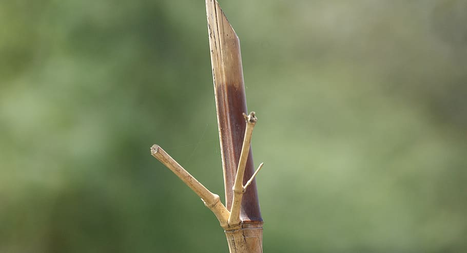 obraz, Příroda, palo, bambus, ilustrace, Arménie, zvířat, zvířata ve volné přírodě, jednoho zvířete, zaměřit se na popředí, detail, den, zvíře, rostlina, bezobratlý, nikdo, hmyz, krása v přírodě, venku, zelená barva, růst, dřevo - materiál, hnědý, selektivní zaměření, 4K