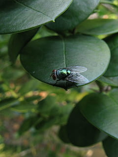 volar, error, natural, insecte, full, part de la planta, planta, creixement, primer pla, centrar-se en primer pla, cap gent, naturalesa, fruita, dia, color verd, bellesa a la natura, un animal, menjar i beguda, frescor, menjar, alimentació saludable, temes d'animals, animals a la natura, animal, a l'aire lliure, flor, 4K, CC0, domini públic, lliure de regalies