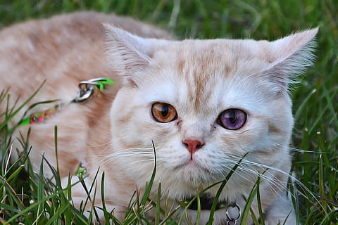 portocale, tabinet, minciună, iarbă, pisică, animale de companie, drăguţ, dulce, Kitty, animalul de copii, mustăţi, animal, portret de animale, mamifer, ochi, frumos, îra, pană, ochi de pisica, animale, pisica domestica, animale domestice, felin, animale tematice, intern, un animal, portret, privind camera, animale vertebrate, plantă, a închide, nici o persoana, zi, camp, cap de animal, ochi de animale, 1080P, CC0, domeniu public, fără drepturi de autor