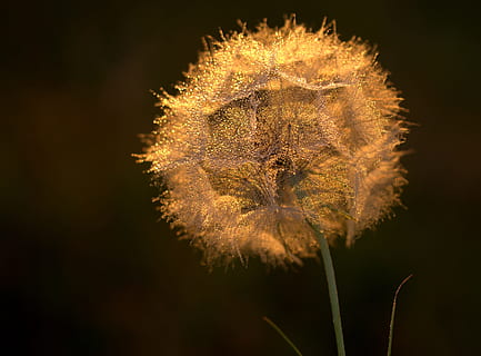 pissenlit, le coucher du soleil, gouttes, soir, la nature, fleur, plante, fleur simple, été, fermer, la graine, macro, beauté dans la nature, Prairie, fleur sauvage, herbe, en plein air, cannabis, botanique, fragilité, croissance, tête de fleur, vulnérabilité, plante à fleurs, inflorescence, fraîcheur, personne, tige de la plante, se concentrer sur le premier plan, lumière du soleil, douceur, fond noir, 4K, CC0, domaine public, libre de droits