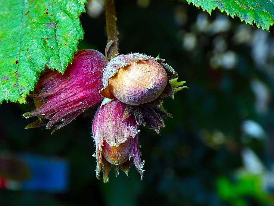 hasselnød, natur, hassel, tæt, plante, tæt på, friskhed, vækst, blomst, mad, skønhed i naturen, blomstrende plante, fokus på forgrunden, ingen mennesker, lilla, mad og drikke, dag, udendørs, plante del, sund kost, skrøbelighed, blad, træ, blomsterhoved, 4K