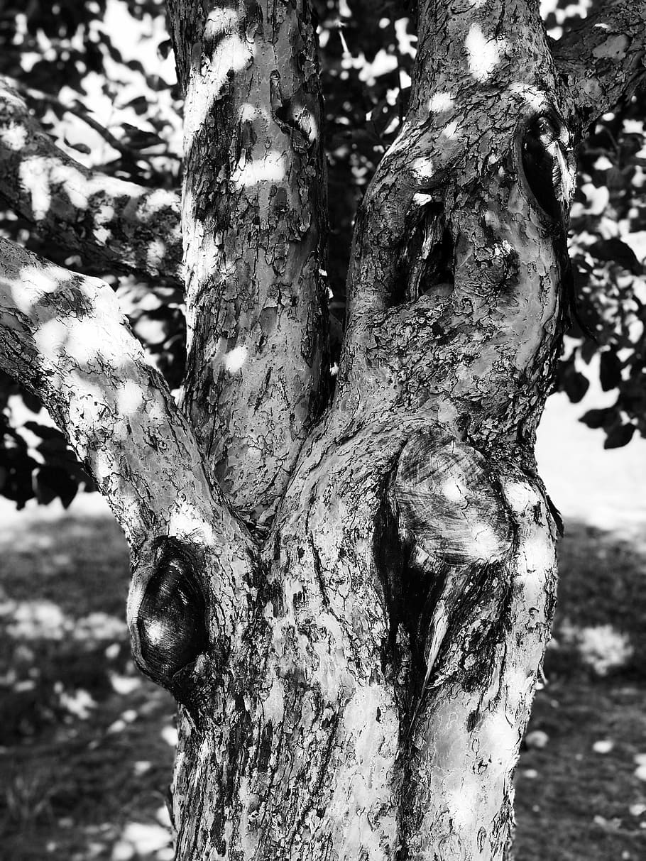 albero, natura, vecchio albero, albero da frutta, tronco, tronco d'albero, Mela, legna, verticale, pianta, strutturato, avvicinamento, concentrarsi sulle conoscenze acquisite, crescita, nessuno, giorno, ruvido, all'aperto, abbaiare, corteccia vegetale, modello, terra, campo, modello naturale, la tranquillità, lichene, 4K