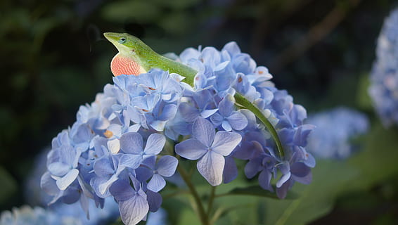hortensie, şopârlă, floare, albastru, primăvară, natură, animal, târâtoare, colorat, crawling, balaur, sălbatic, animale sălbatice, Gecko, planta cu flori, plantă, animale tematice, a închide, frumusețe în natură, să se concentreze asupra primelor elemente, prospeţime, fragilitate, vulnerabilitate, un animal, petală, nici o persoana, animale în sălbăticie, zi, Violet, creştere, 4K, CC0, domeniu public, fără drepturi de autor