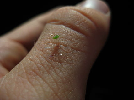 afide, insetto, peste, avvicinamento, macro, parte del corpo umano, mano umana, mano, parte del corpo, persone reali, una persona, persona irriconoscibile, invertebrato, dito umano, dito, in casa, fauna selvatica, un animale, pelle, pelle umana, sfondo nero, arto umano, piccolo, 2K, CC0, dominio pubblico, privo di copyright