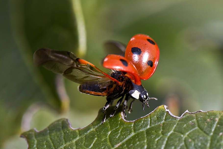 vermell, negre, marieta, durant el dia, vol, escarabat, insecte, macro, full, naturalesa, temes d'animals, animals a la natura, unió, color verd, dia, primer pla, invertebrat, animal, fauna animal, part de la planta, grup d’animals, planta, centrar-se en primer pla, cap gent, dos animals, a l'aire lliure, ala dels animals, petit, 1080P