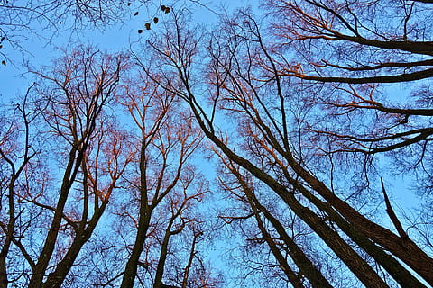 træplader, træstammer, grene, bare træer, vinter træer, loop op, konvergerende, bark, Skov, træ, lav vinkel visning, plante, himmel, vækst, skønhed i naturen, ro, afdeling, natur, ingen mennesker, jord, dag, bagagerum, træstamme, udendørs, træ baldakin, bare træ, scenics - natur, baggrunde, direkte under, 4K, CC0, offentligt domæne, royaltyfrie