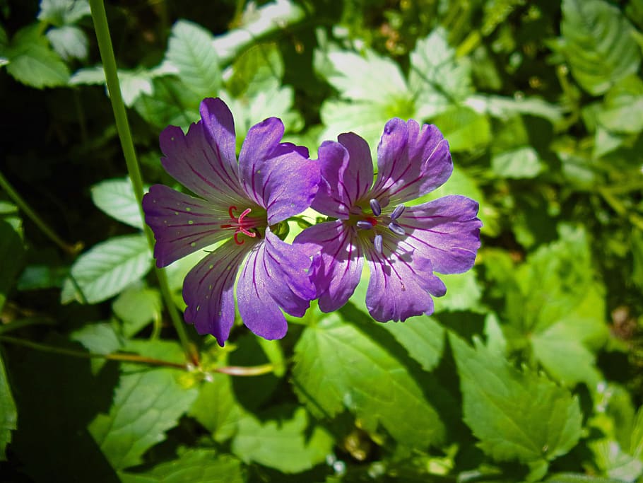 flor, gerani, primavera, cevennes, naturalesa, porpra, full, planta, creixement, planta amb flors, frescor, fragilitat, bellesa a la natura, pètal, vulnerabilitat, cap de flor, primer pla, inflorescència, part de la planta, cap gent, color verd, centrar-se en primer pla, dia, a l'aire lliure, 4K