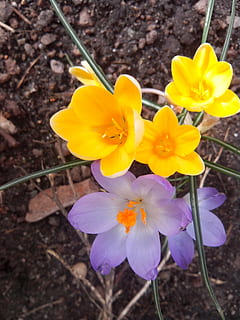 şofran, primăvară, Violet, inflori, a inflori, floare de primavara, închide, galben, natură, crocus de primăvară, frühlingsanfang, floare, plantă, planta cu flori, fragilitate, vulnerabilitate, prospeţime, petală, frumusețe în natură, inflorescenţă, creştere, cap de floare, a închide, nici o persoana, zi, vedere în unghi mare, teren, botanică, camp, în aer liber, iris, polen, 2K, CC0, domeniu public, fără drepturi de autor