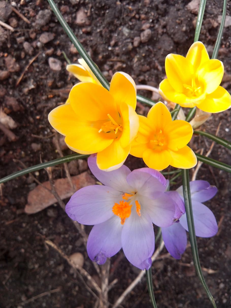 Krokus, Frühling, lila, blühen, Frühlingsblume, schließen, Gelb, Natur, Frühlingskrokus, frühlingsanfang, Blume, Pflanze, blühende Pflanze, Zerbrechlichkeit, Verletzlichkeit, Frische, Blütenblatt, Schönheit in der Natur, Blütenstand, Wachstum, Blütenkopf, Nahansicht, keine Leute, Tag, High Angle View, Land, Botanik, Feld, draußen, Iris, Pollen, 2K