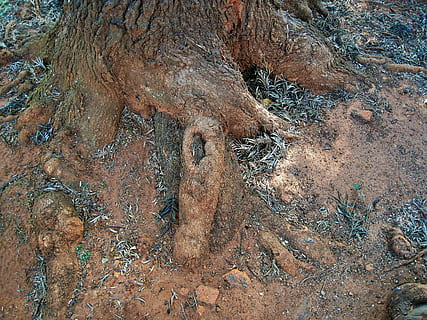 raiz da arvore, exposto, raízes, árvore, retorcido, ninguém, rock - objeto, dia, quadro completo, natureza, animais selvagens, terra, Rocha, visão de alto ângulo, plantar, raiz, Castanho, ao ar livre, sólido, tranquilidade, meio Ambiente, parte da planta, campo, texturizado, tronco de árvore, deserto, clima, clima árido, 2K, CC0, domínio público, royalty free