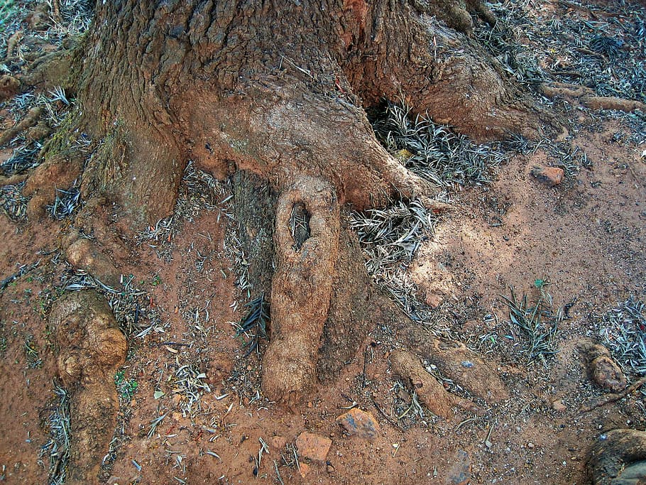 arrels d’arbres, exposat, arrels, arbre, nodrit, cap gent, rock - object, dia, marc complet, naturalesa, fauna animal, terra, rock, vista d’angle alt, planta, arrel, marró, a l'aire lliure, sòlid, tranquil·litat, medi ambient, part de la planta, camp, textura, tronc de l'arbre, desert, clima, clima àrid, 2K